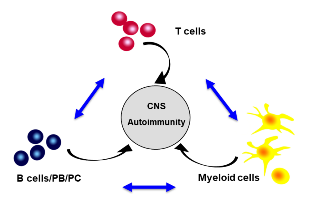 Immune cell interactions driving MS attacks.
